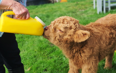 900300 Trainer Bottle scotch highland